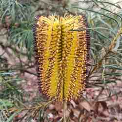 spinulosa